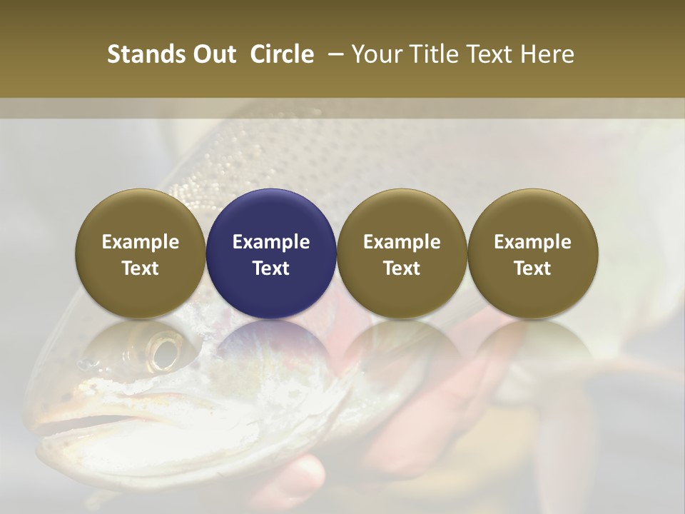 Rainbow Trout Caught Fly Fishing PowerPoint Template