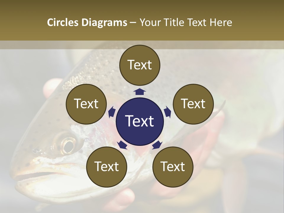 Rainbow Trout Caught Fly Fishing PowerPoint Template