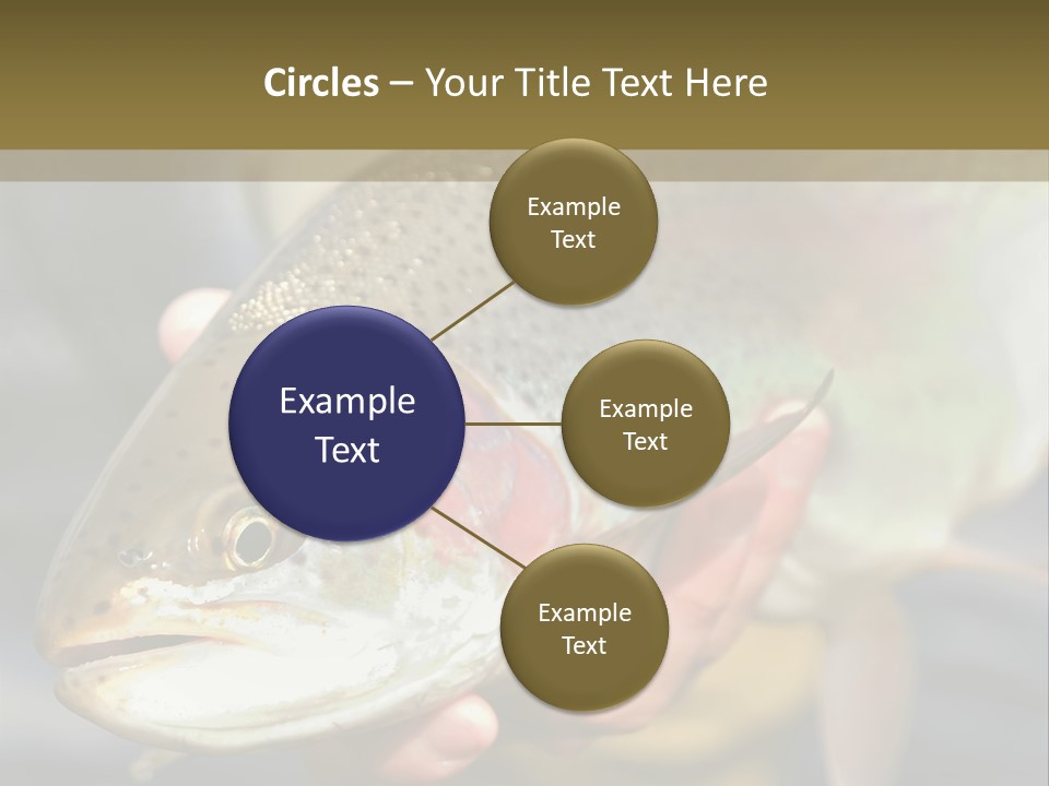 Rainbow Trout Caught Fly Fishing PowerPoint Template