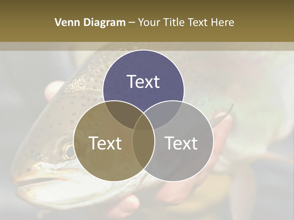 Rainbow Trout Caught Fly Fishing PowerPoint Template