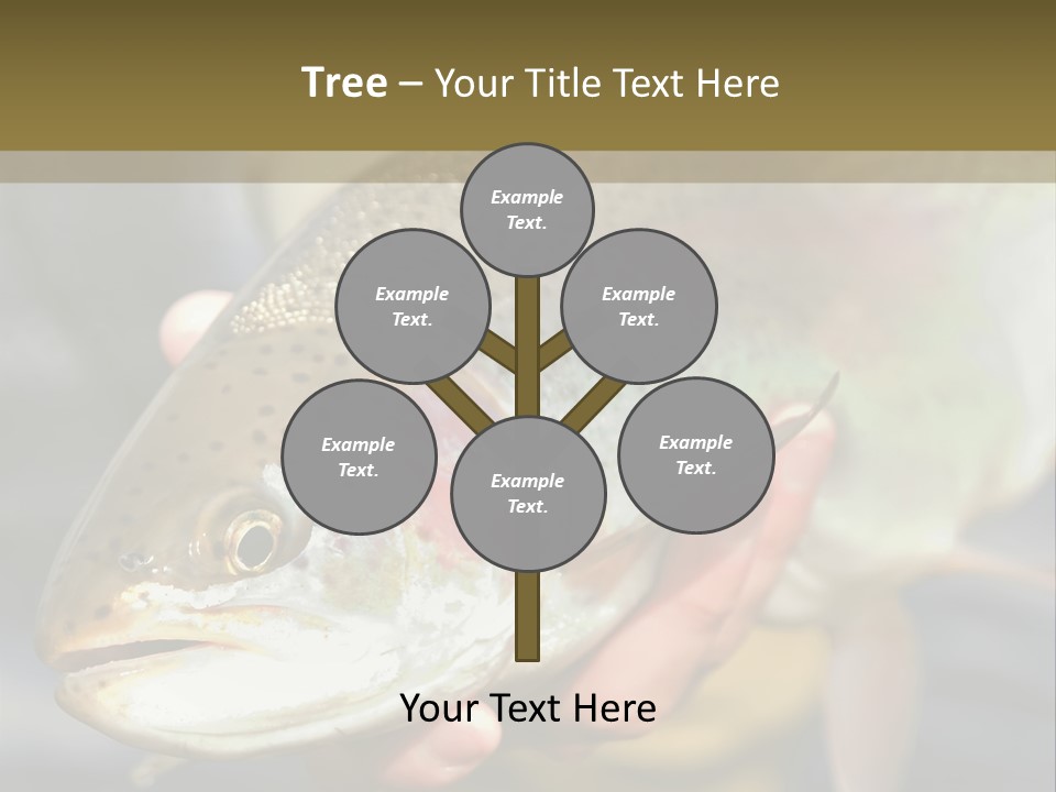 Rainbow Trout Caught Fly Fishing PowerPoint Template