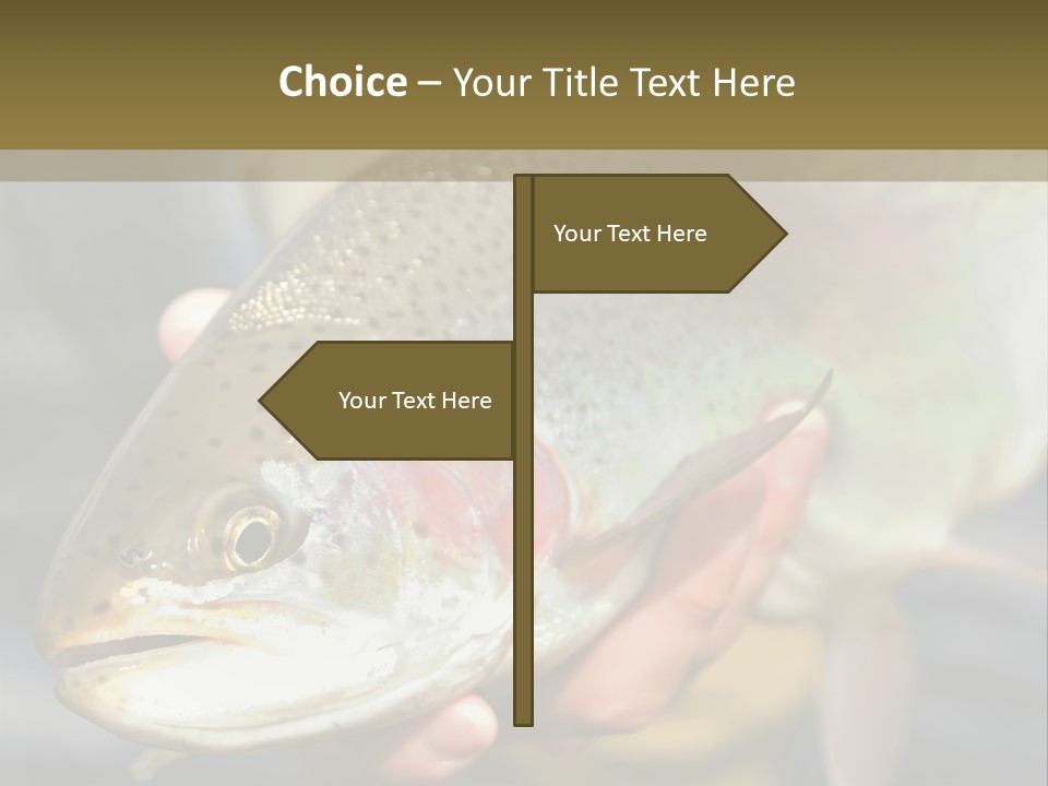 Rainbow Trout Caught Fly Fishing PowerPoint Template