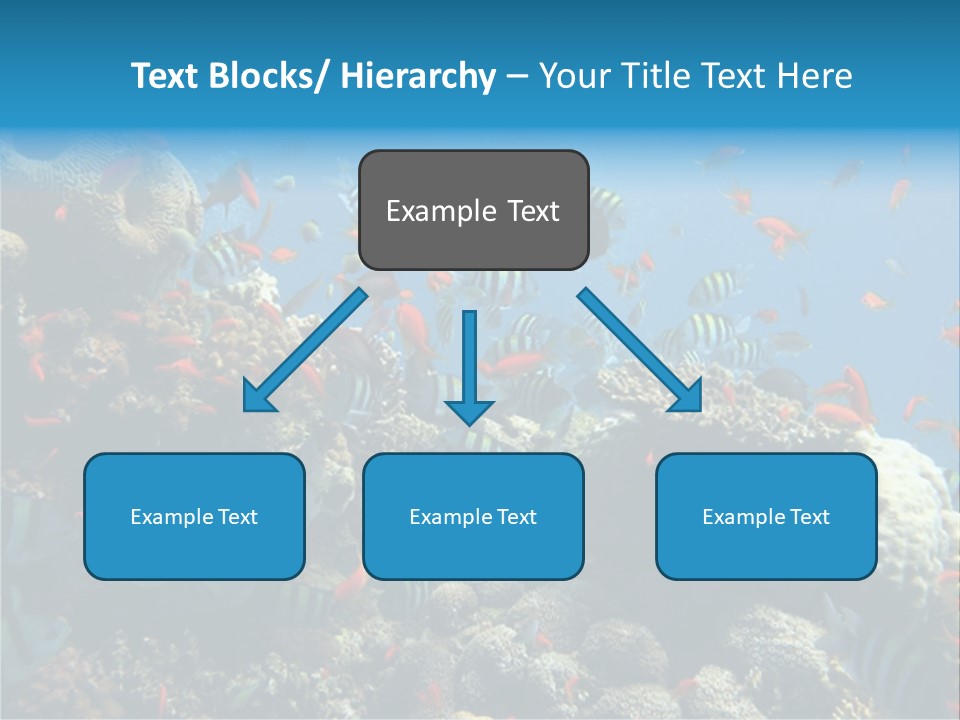 Photo Of A Coral Colony PowerPoint Template