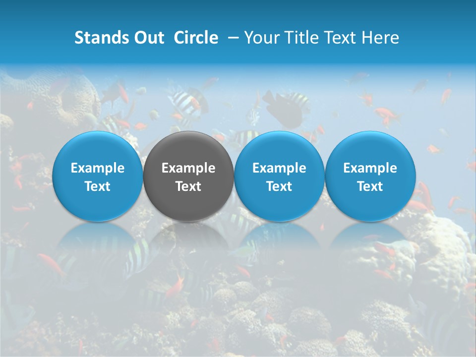 Photo Of A Coral Colony PowerPoint Template