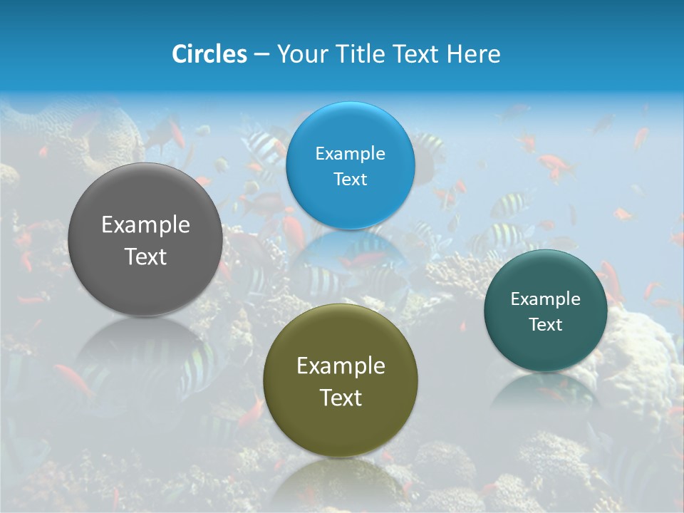 Photo Of A Coral Colony PowerPoint Template