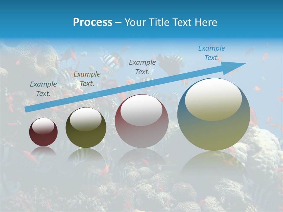 Photo Of A Coral Colony PowerPoint Template