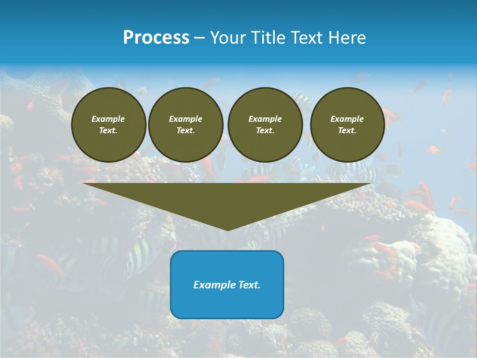 Photo Of A Coral Colony PowerPoint Template