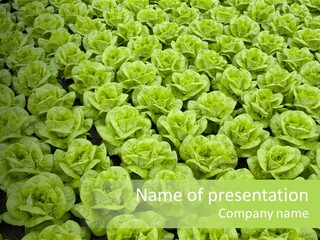 Rows Of Fresh Green Lettuce PowerPoint Template