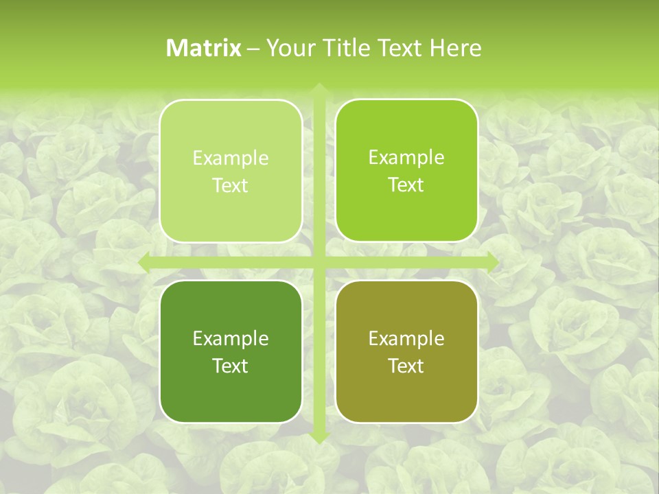 Rows Of Fresh Green Lettuce PowerPoint Template