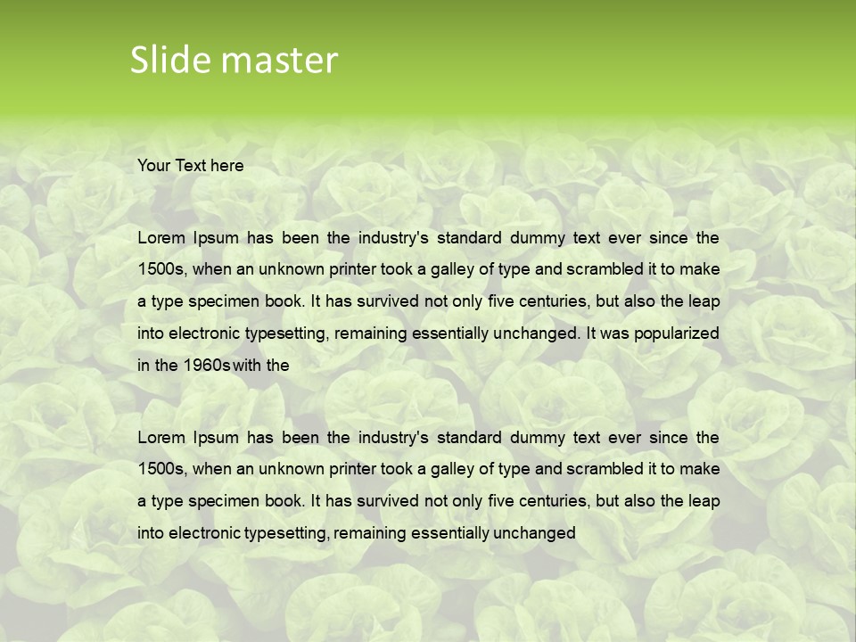 Rows Of Fresh Green Lettuce PowerPoint Template