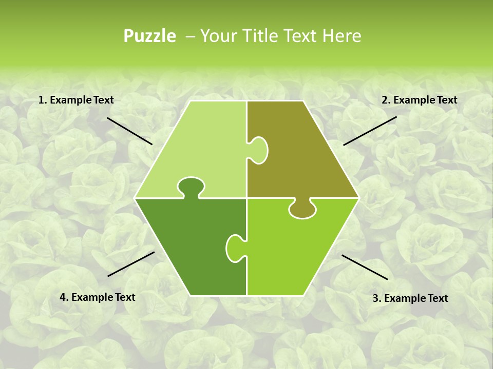 Rows Of Fresh Green Lettuce PowerPoint Template