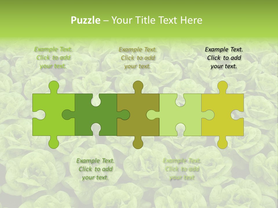 Rows Of Fresh Green Lettuce PowerPoint Template