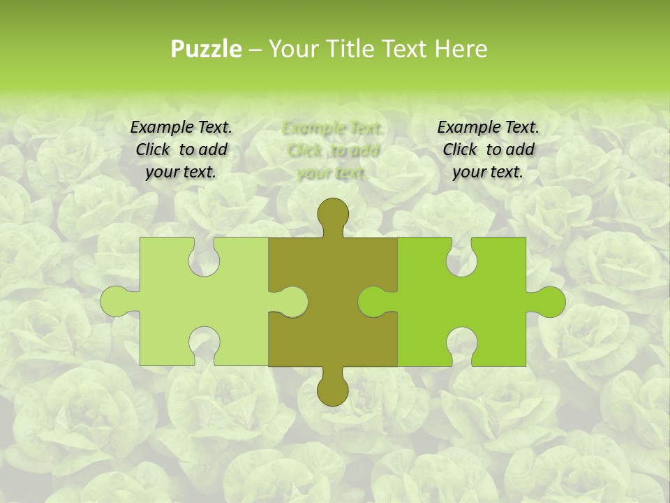 Rows Of Fresh Green Lettuce PowerPoint Template