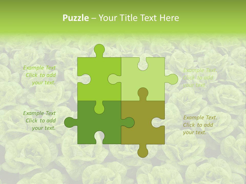 Rows Of Fresh Green Lettuce PowerPoint Template