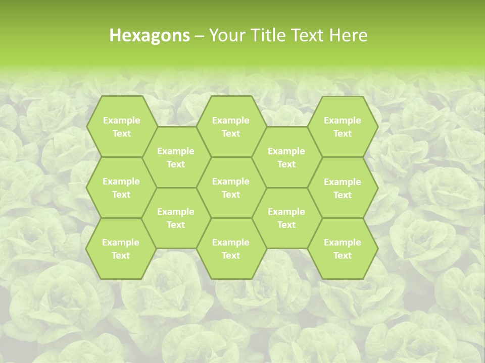 Rows Of Fresh Green Lettuce PowerPoint Template