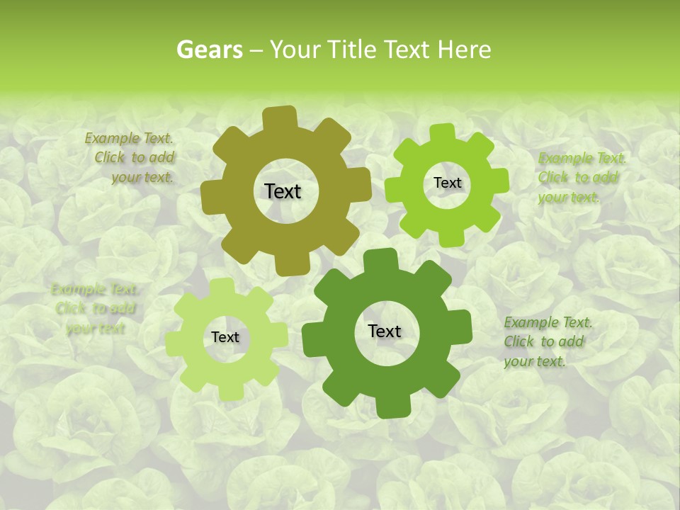 Rows Of Fresh Green Lettuce PowerPoint Template