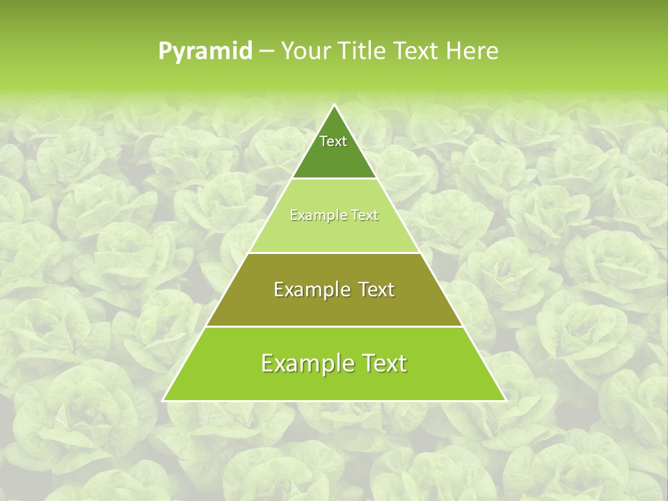 Rows Of Fresh Green Lettuce PowerPoint Template