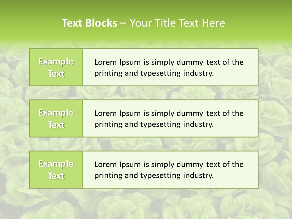 Rows Of Fresh Green Lettuce PowerPoint Template