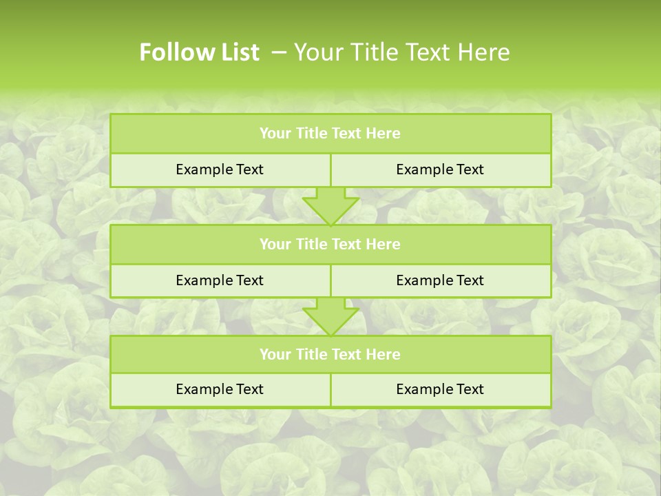 Rows Of Fresh Green Lettuce PowerPoint Template