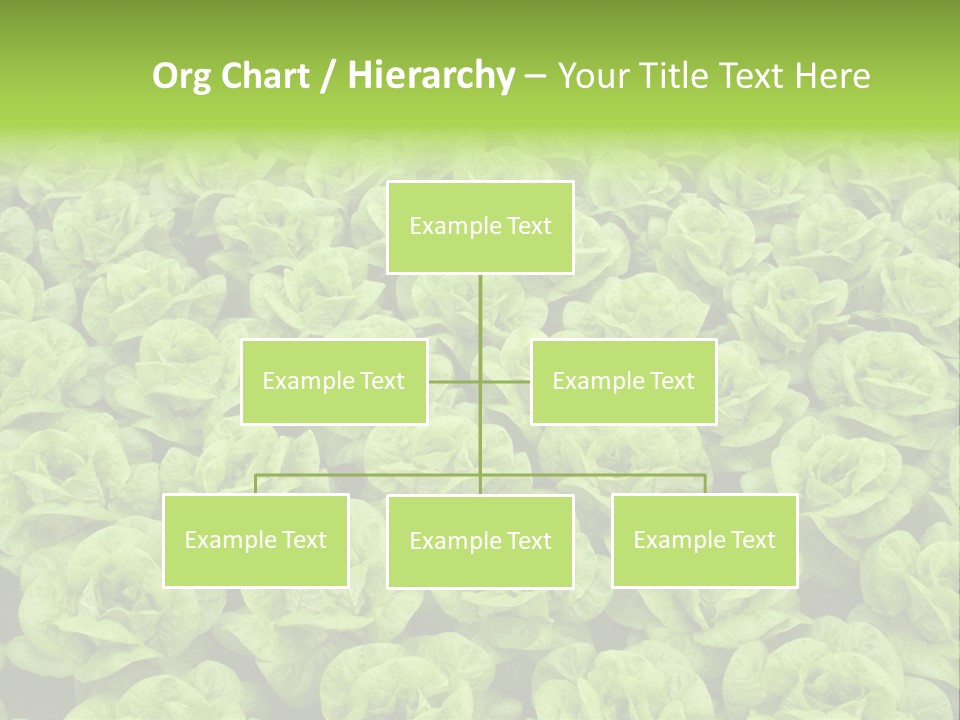 Rows Of Fresh Green Lettuce PowerPoint Template