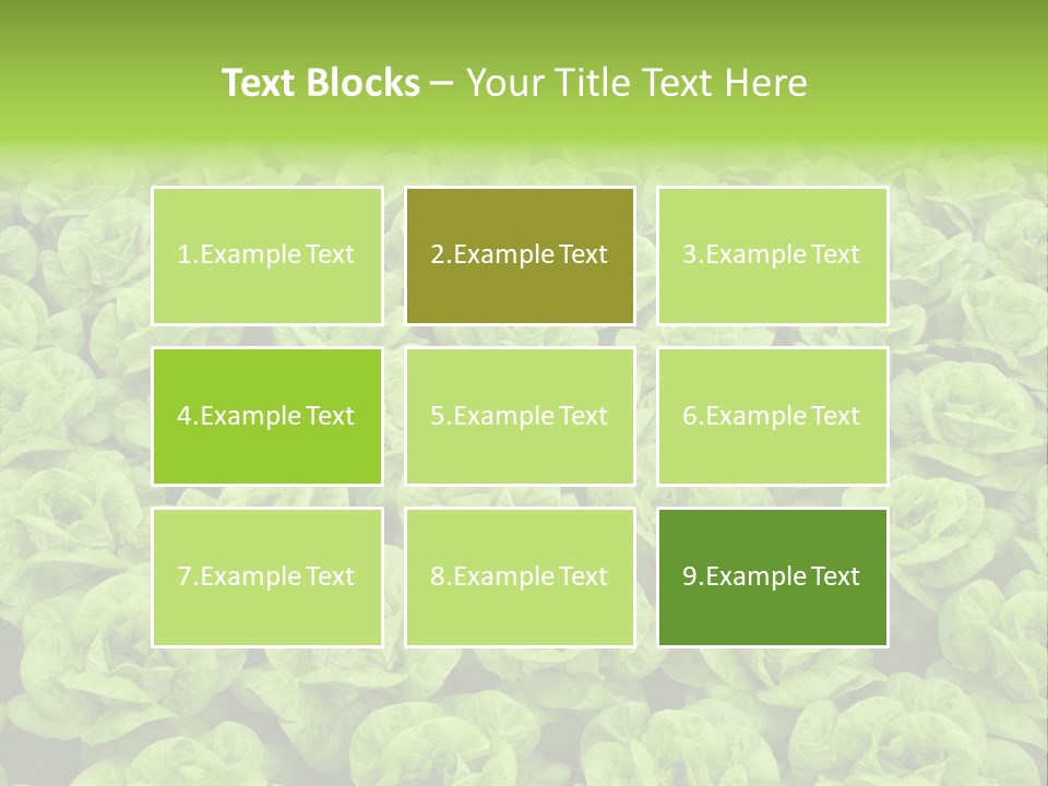 Rows Of Fresh Green Lettuce PowerPoint Template