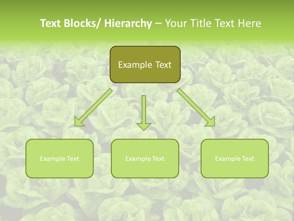 Rows Of Fresh Green Lettuce PowerPoint Template