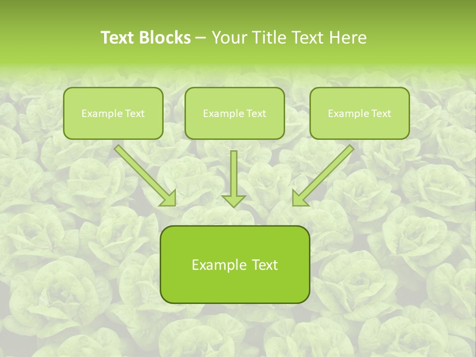 Rows Of Fresh Green Lettuce PowerPoint Template