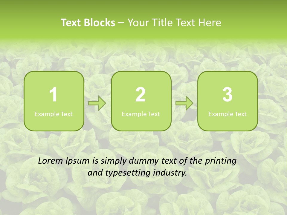 Rows Of Fresh Green Lettuce PowerPoint Template