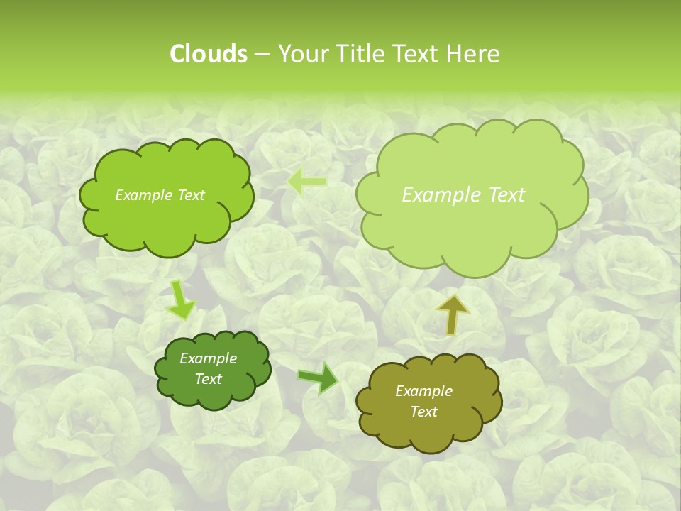 Rows Of Fresh Green Lettuce PowerPoint Template