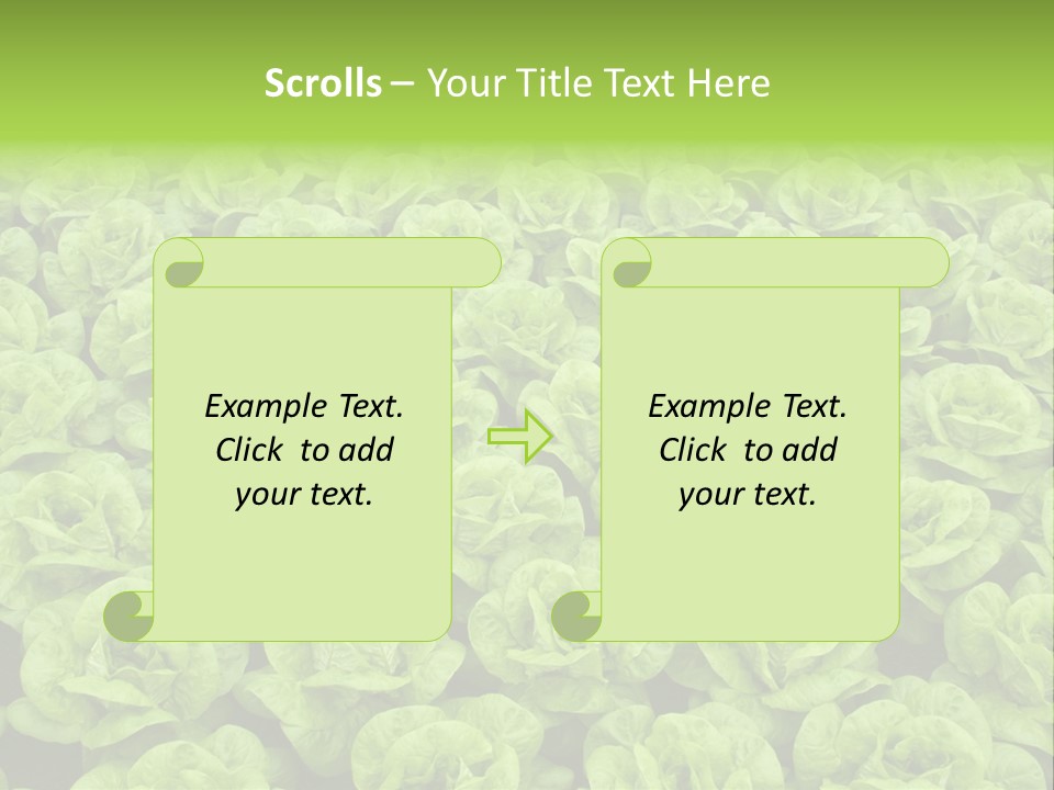 Rows Of Fresh Green Lettuce PowerPoint Template