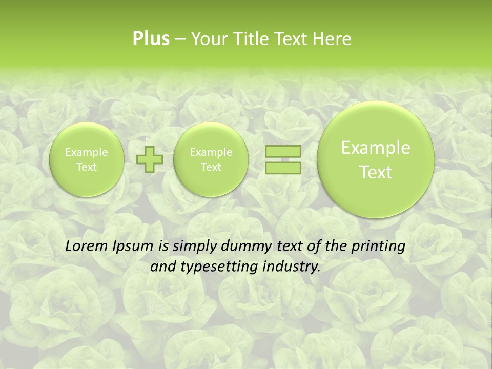 Rows Of Fresh Green Lettuce PowerPoint Template