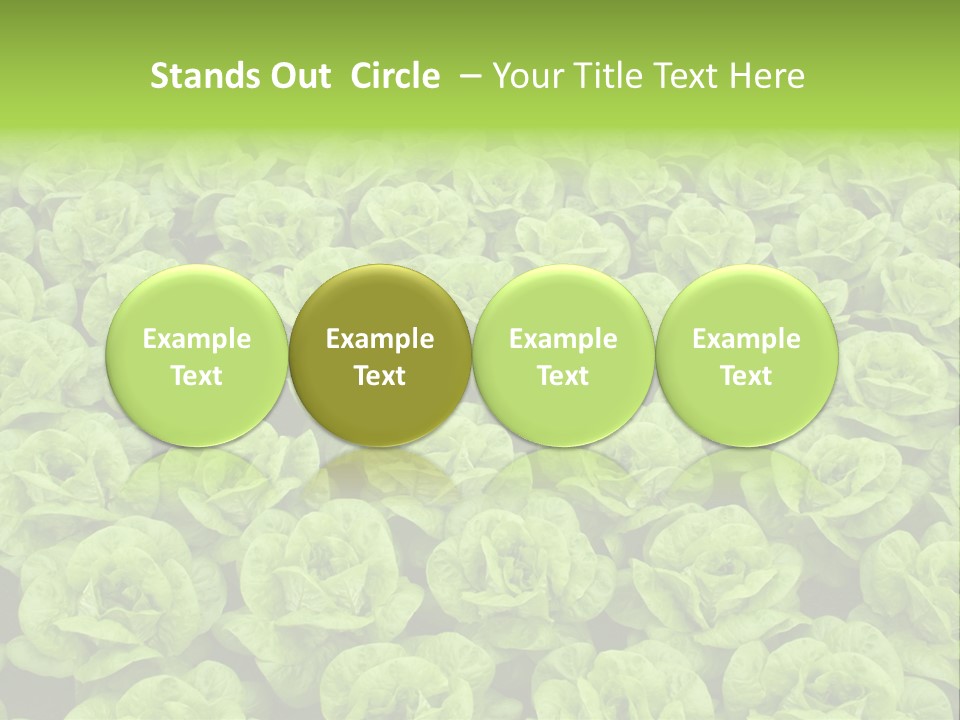 Rows Of Fresh Green Lettuce PowerPoint Template