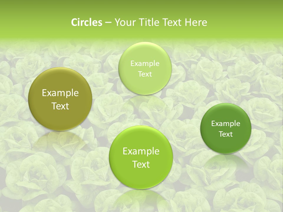 Rows Of Fresh Green Lettuce PowerPoint Template