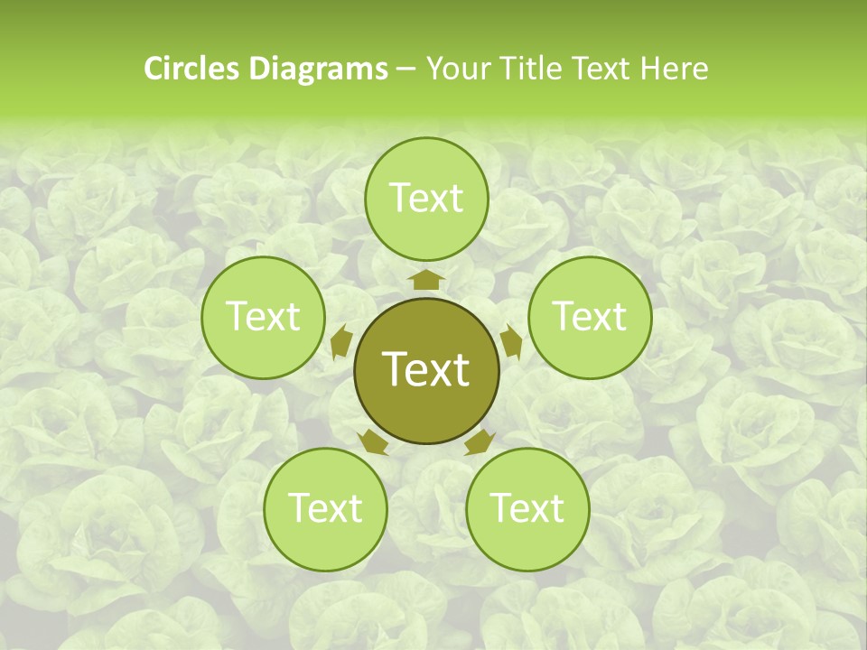 Rows Of Fresh Green Lettuce PowerPoint Template