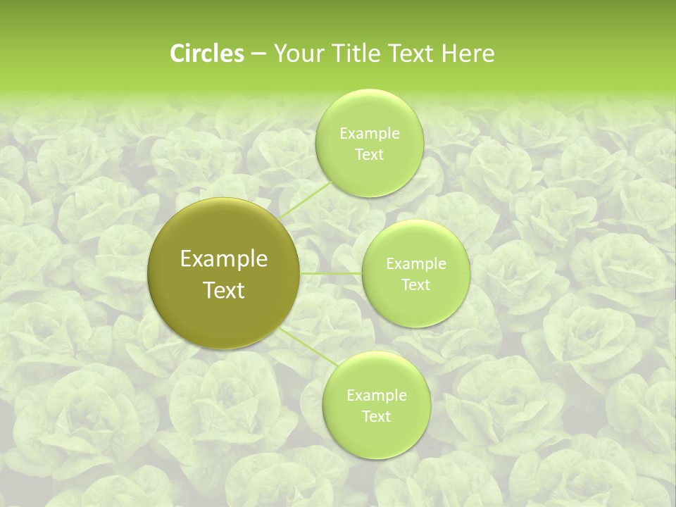 Rows Of Fresh Green Lettuce PowerPoint Template