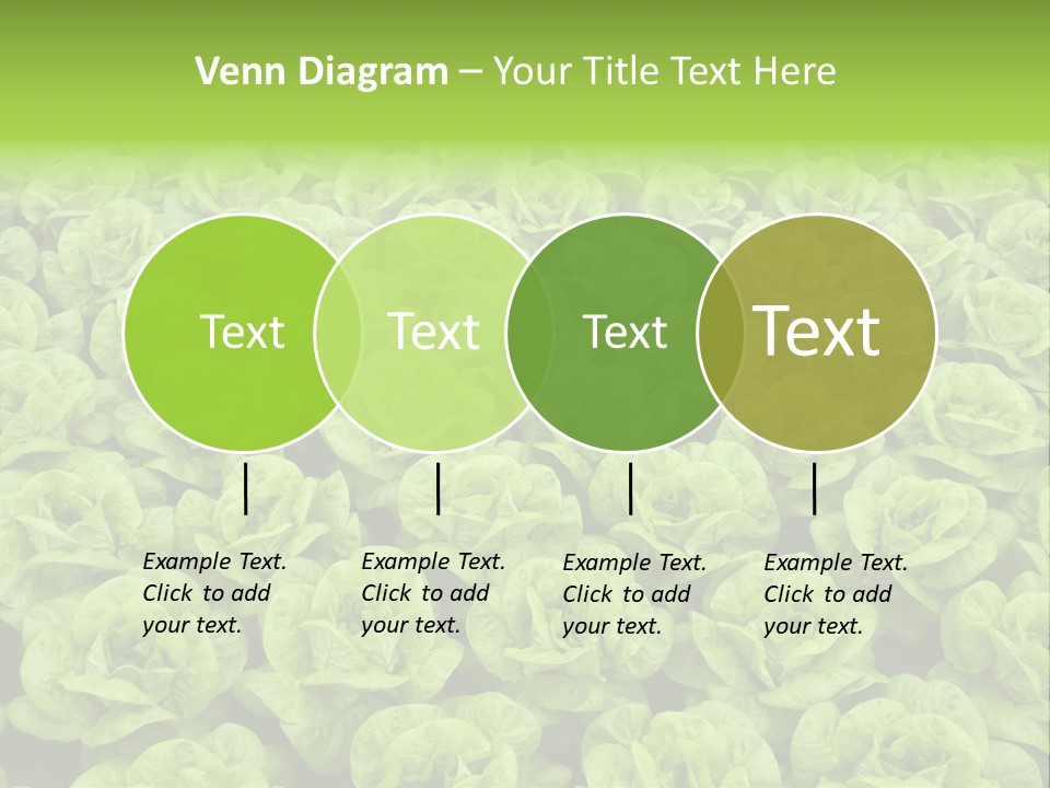 Rows Of Fresh Green Lettuce PowerPoint Template