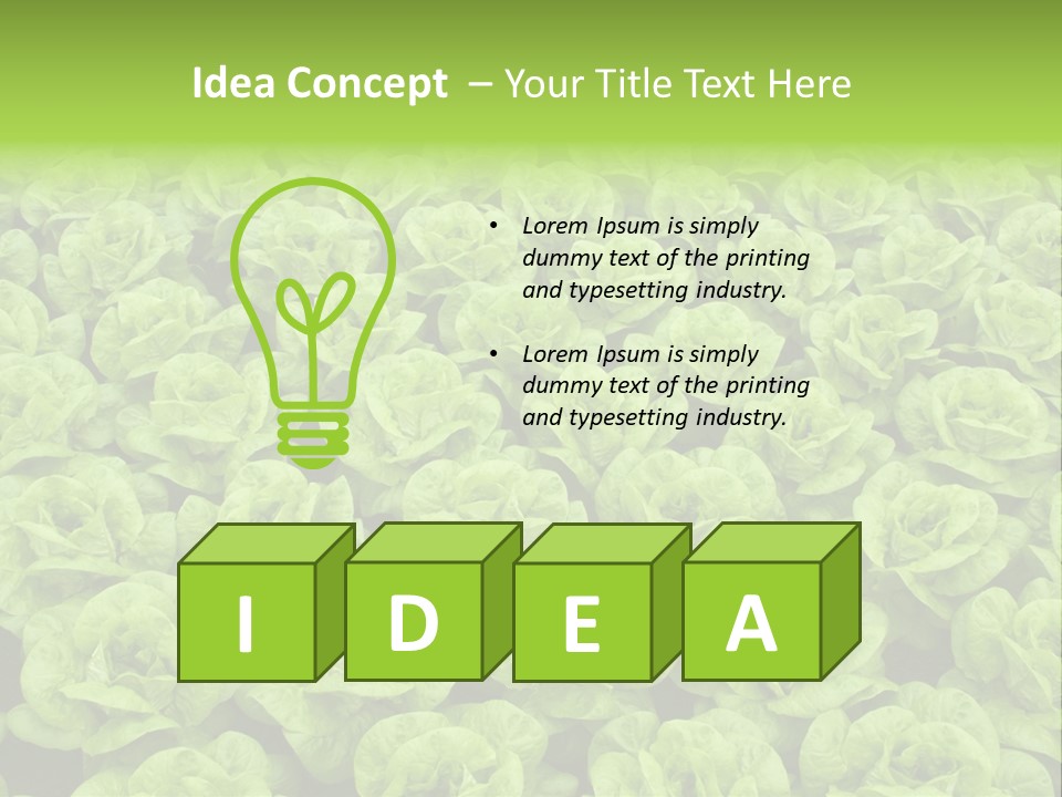 Rows Of Fresh Green Lettuce PowerPoint Template
