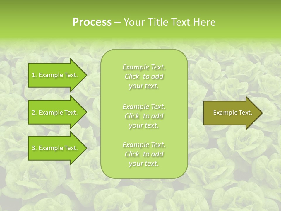 Rows Of Fresh Green Lettuce PowerPoint Template