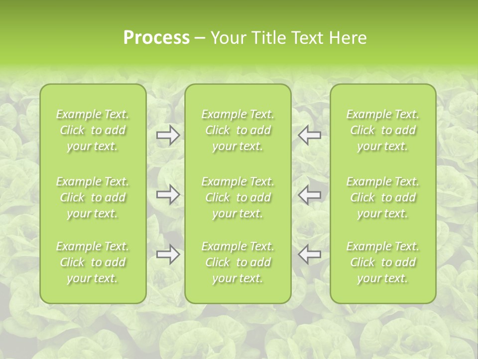 Rows Of Fresh Green Lettuce PowerPoint Template