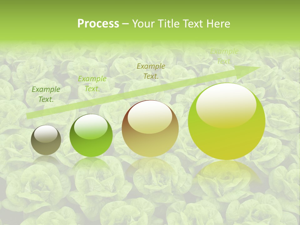 Rows Of Fresh Green Lettuce PowerPoint Template