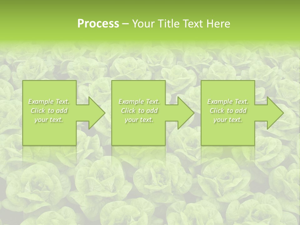 Rows Of Fresh Green Lettuce PowerPoint Template