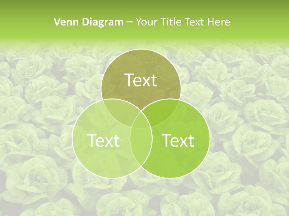 Rows Of Fresh Green Lettuce PowerPoint Template