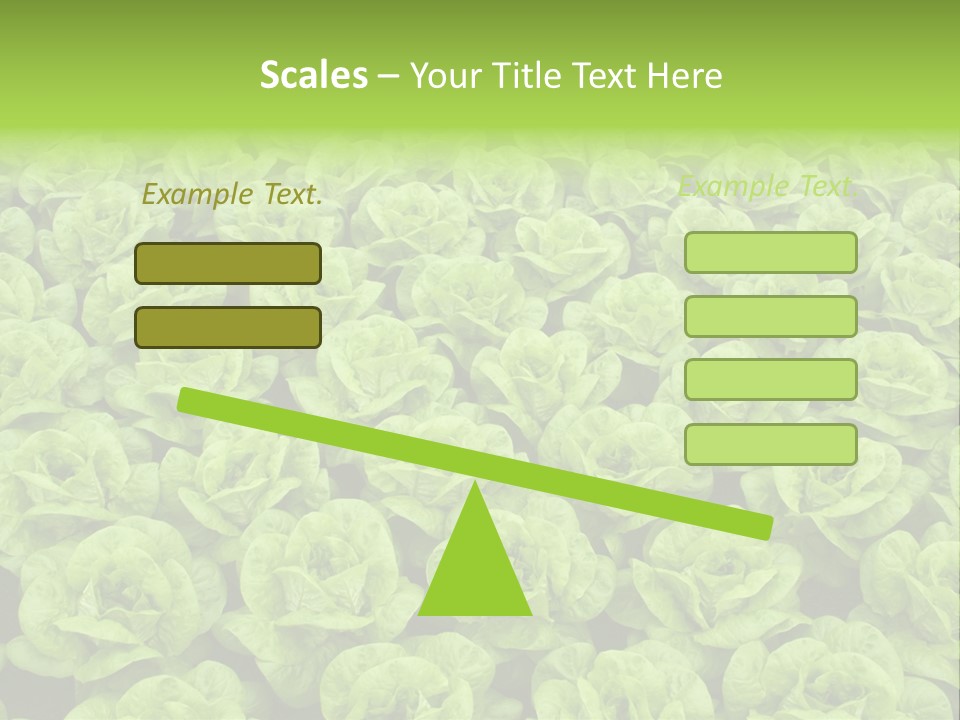 Rows Of Fresh Green Lettuce PowerPoint Template
