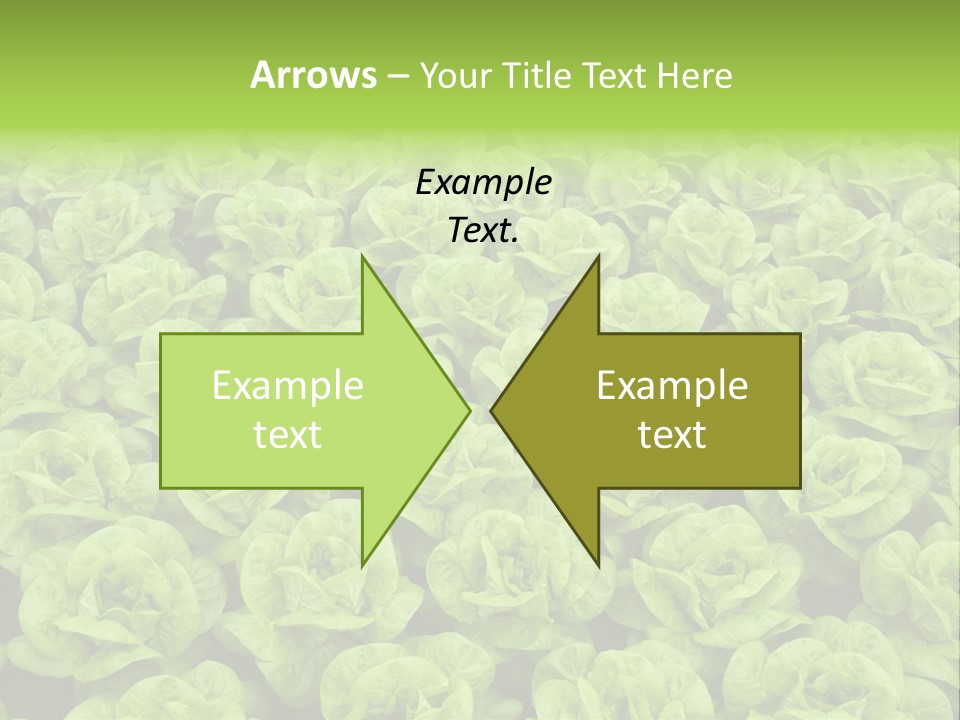 Rows Of Fresh Green Lettuce PowerPoint Template