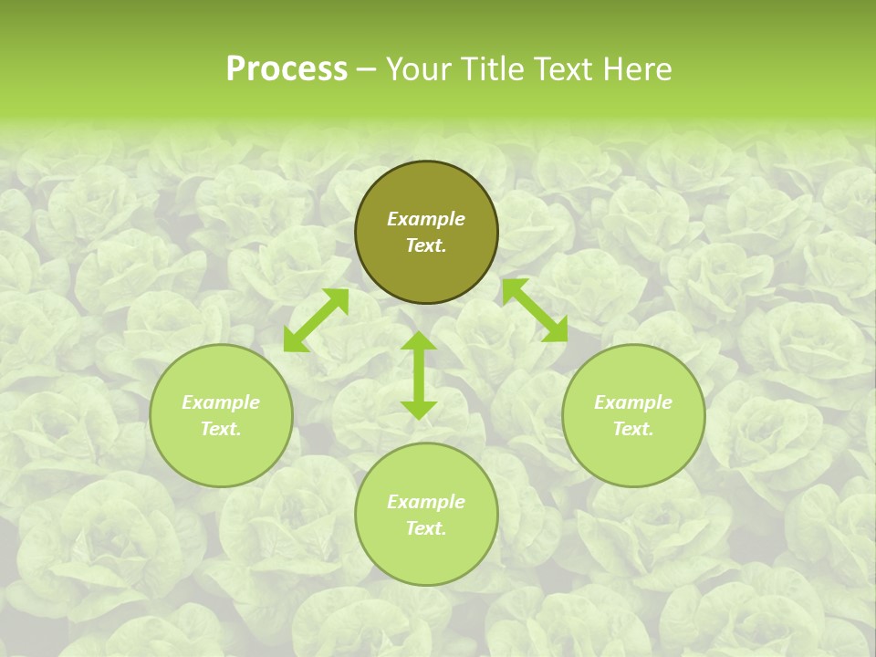 Rows Of Fresh Green Lettuce PowerPoint Template