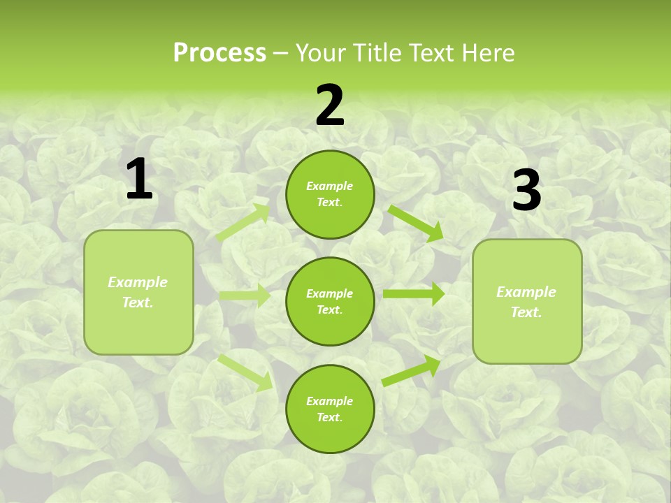 Rows Of Fresh Green Lettuce PowerPoint Template