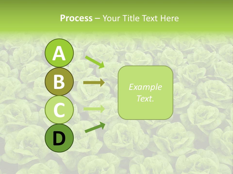 Rows Of Fresh Green Lettuce PowerPoint Template