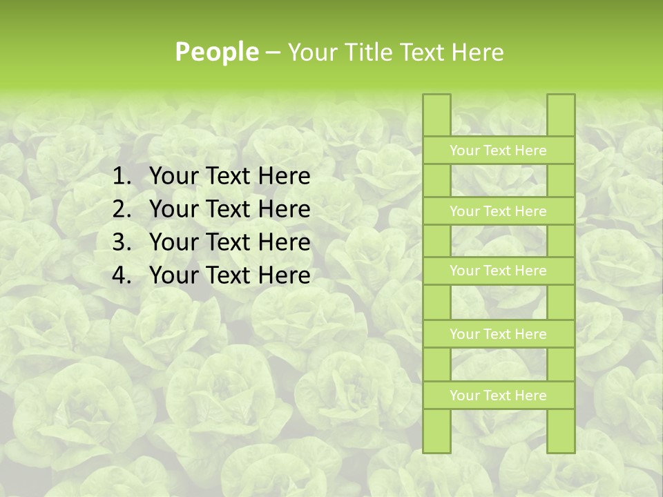 Rows Of Fresh Green Lettuce PowerPoint Template