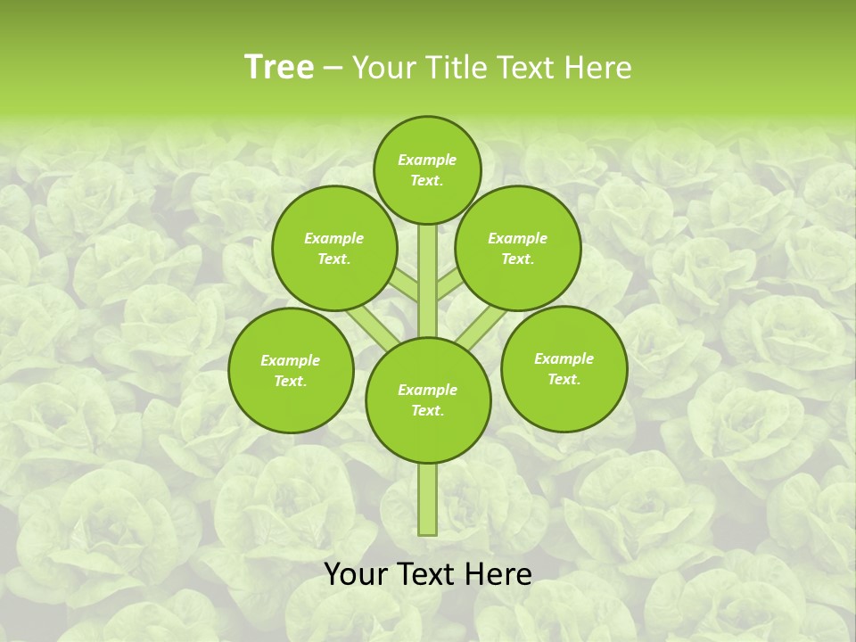 Rows Of Fresh Green Lettuce PowerPoint Template