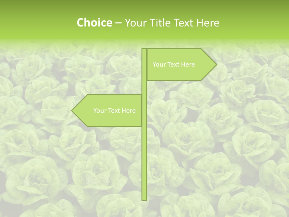 Rows Of Fresh Green Lettuce PowerPoint Template